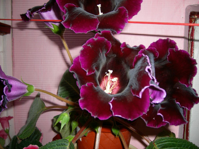 Gloxinii 06 06-2013,