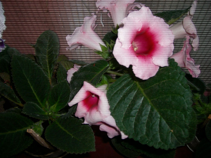 Gloxinii 06 06-2013,