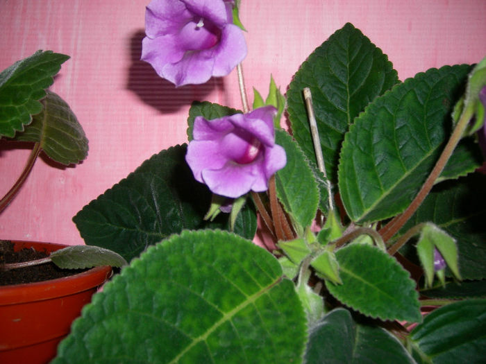 Gloxinii 06 06-2013,