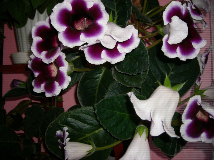 Gloxinii 06 06-2013,