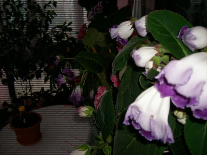 Gloxinii 06 06-2013,