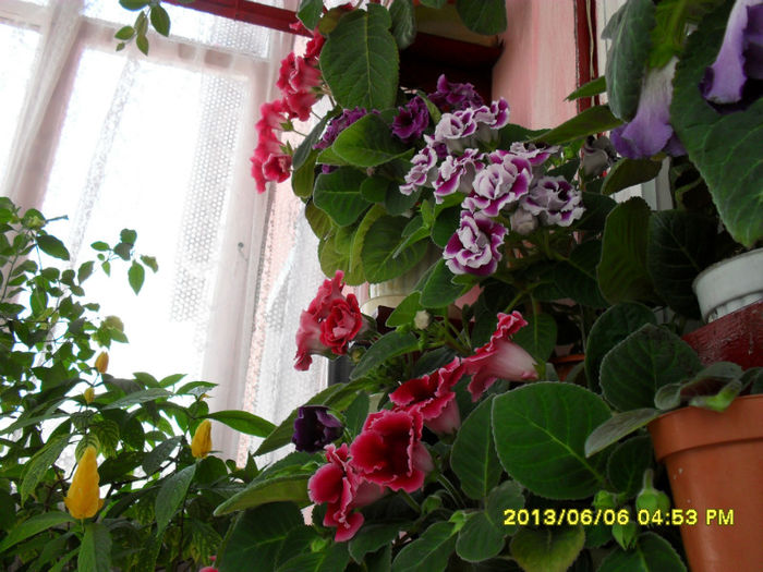 Gloxinii 06 06-2013,
