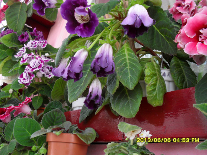 Gloxinii 06 06-2013,