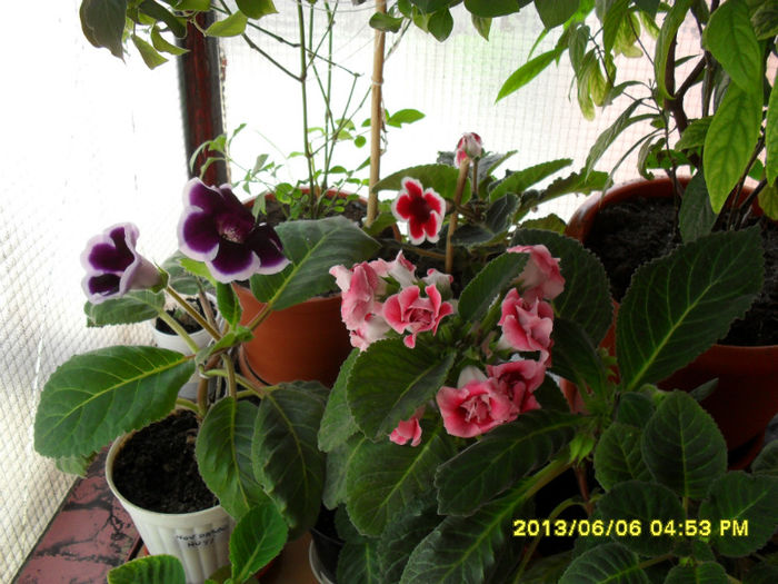 Gloxinii 06 06-2013, - Flori-2013