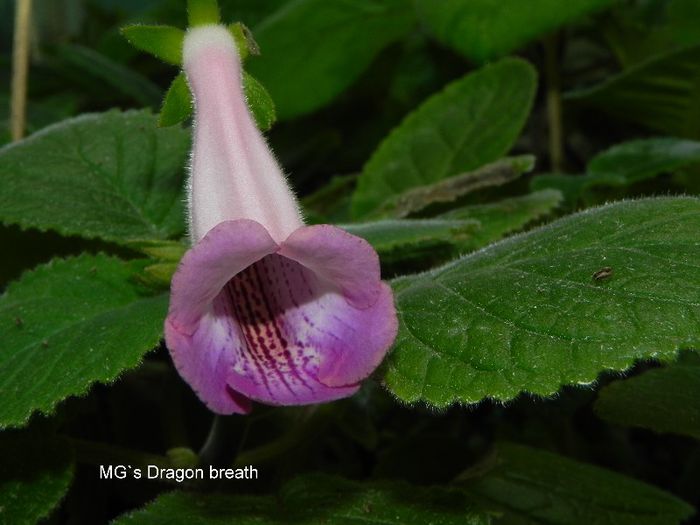  - MG s sinningia hybrids