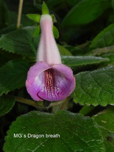  - MG s sinningia hybrids