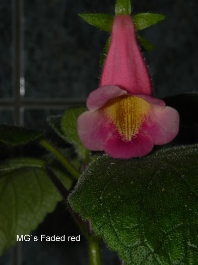 - MG s sinningia hybrids