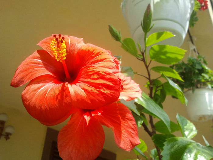 Wela Red