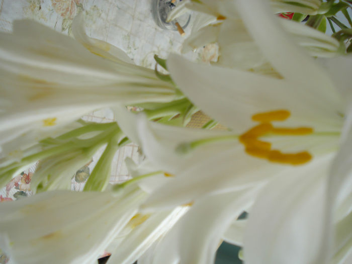DSC03232 - Flori de Casa Ghivece YU 1