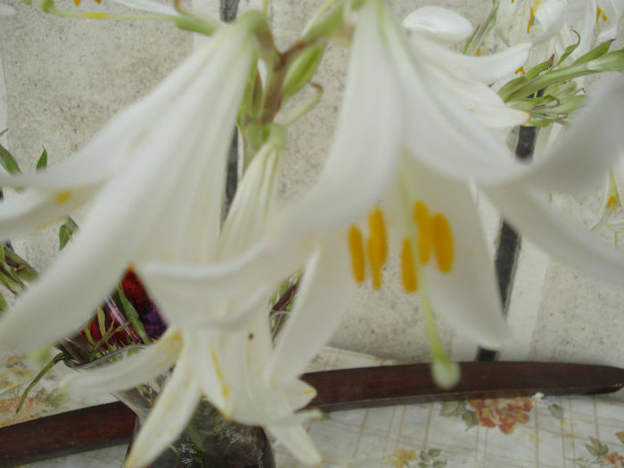 DSC03233 - Flori de Casa Ghivece YU 1