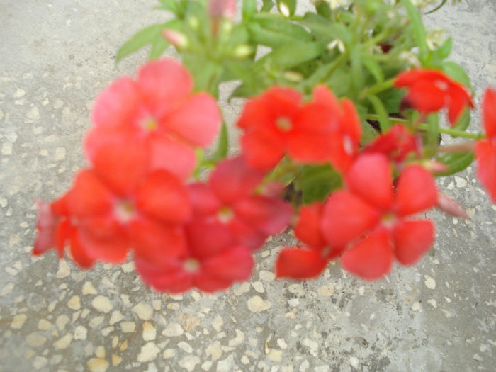 DSC03246 - Flori de Casa Ghivece YU 2
