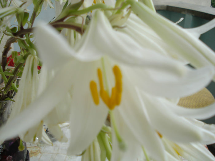 DSC03231 - Flori de Casa Ghivece YU 2