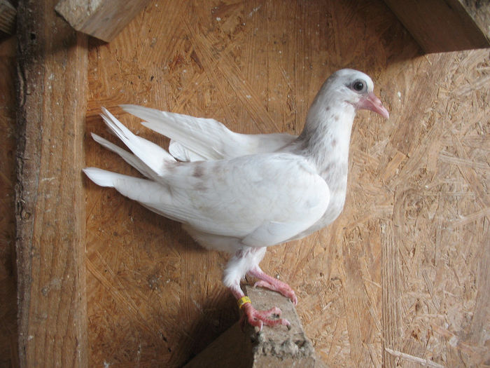 0518 2013 (1) pentru Gabi