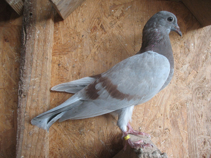 0517 2013 pentru Gabi