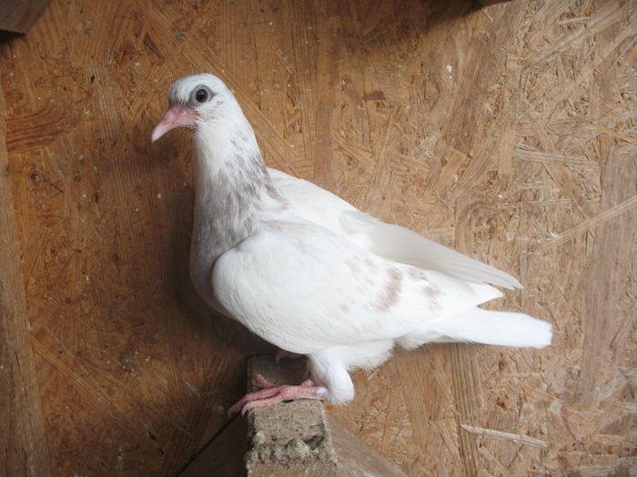 0518 2013 pentru Gabi