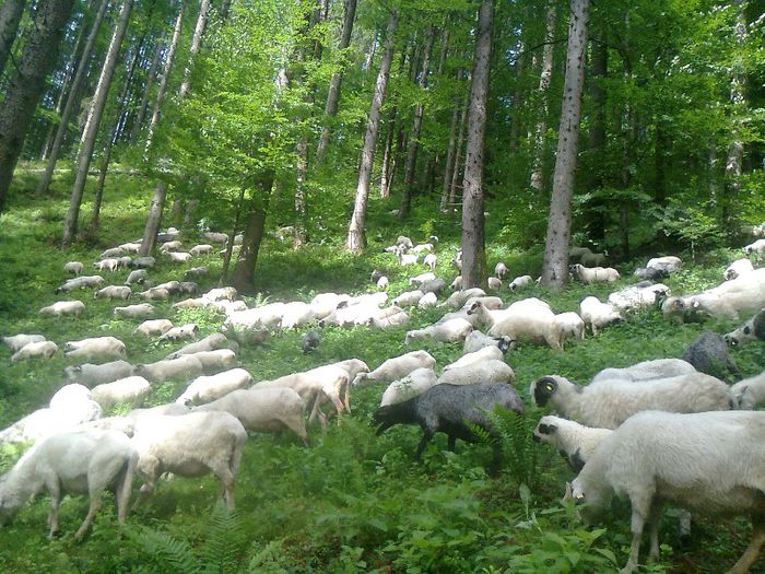 Fotografie3112 - la stana 2013