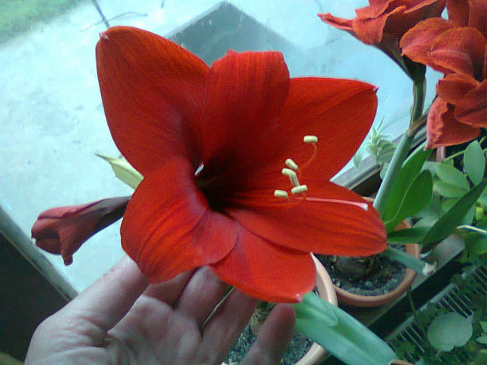 Fotografie0180 - Hippeastrum