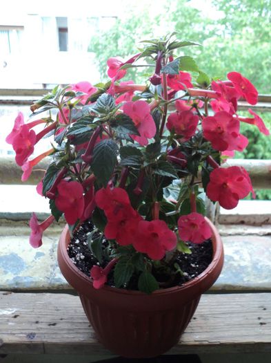 Orange Delight, o minunatie! 6 iunie