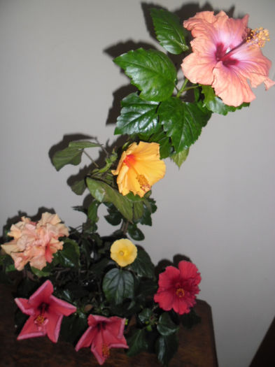 hibiscus grup