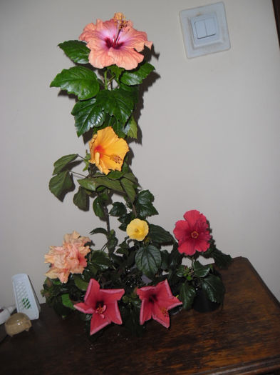 hibiscus grup