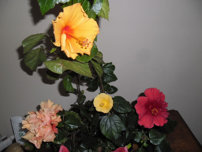 hibiscus grup