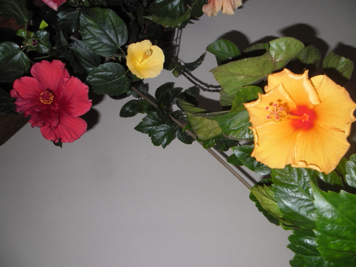hibiscus grup