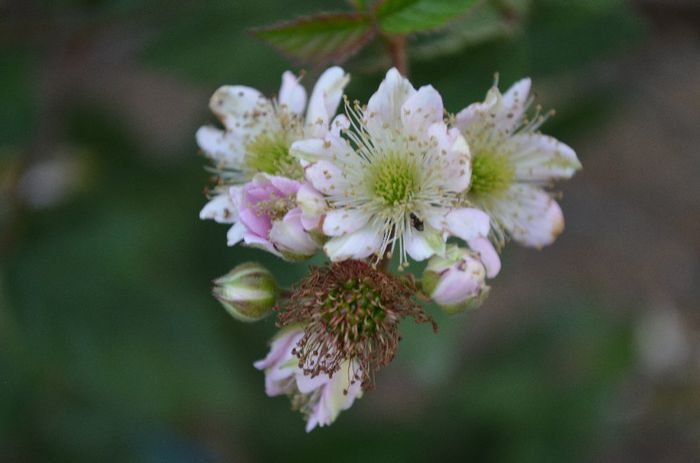 DSC_1341 - 1Gradina de legume si fructe 2013