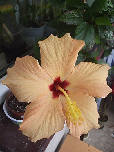 06.06.2013 - Hibiscus 2013