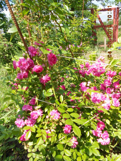 DSCN8636 - Trandafiri 2013