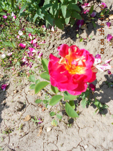 DSCN8656 - Trandafiri 2013