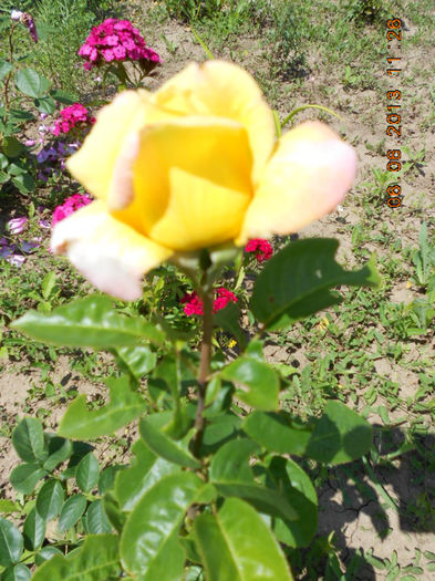DSCN8664