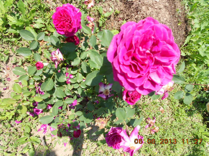 DSCN8666