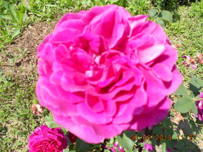 DSCN8667