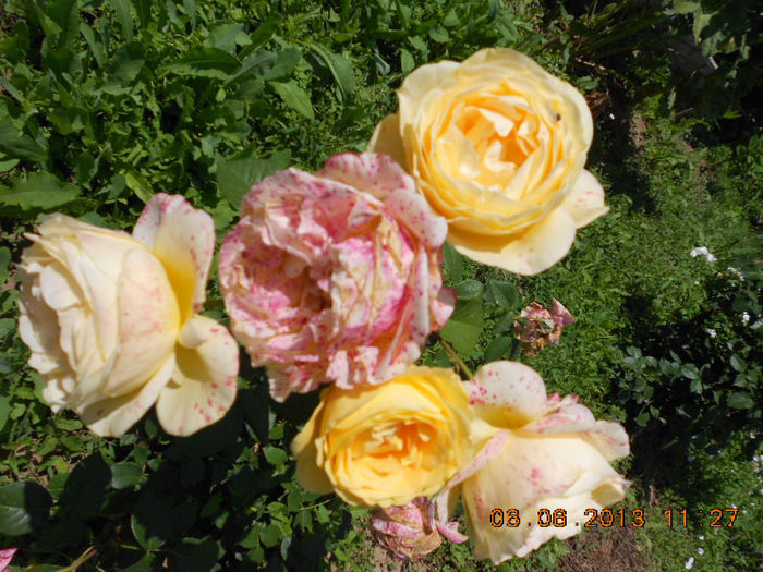 DSCN8669