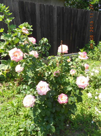 DSCN8673