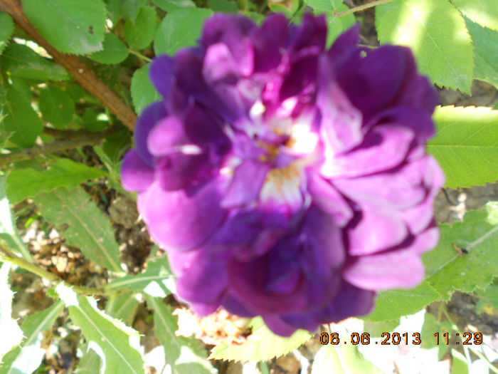 DSCN8682