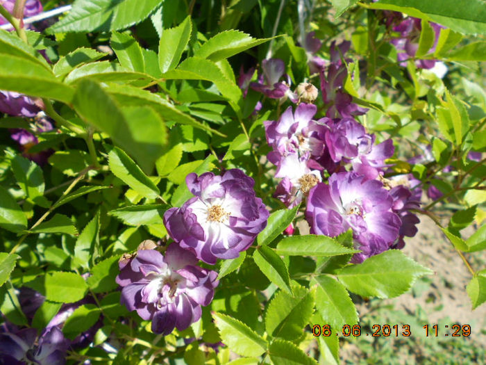 DSCN8683