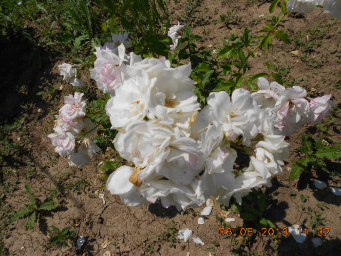 DSCN8686