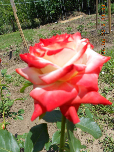 DSCN8692