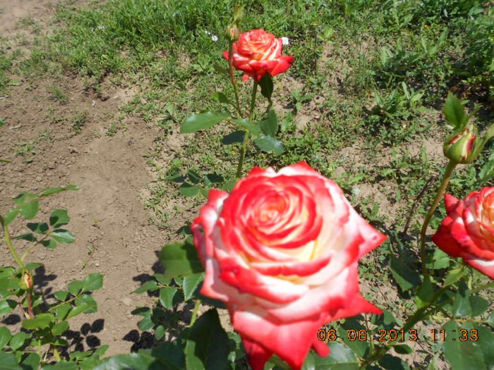 DSCN8694