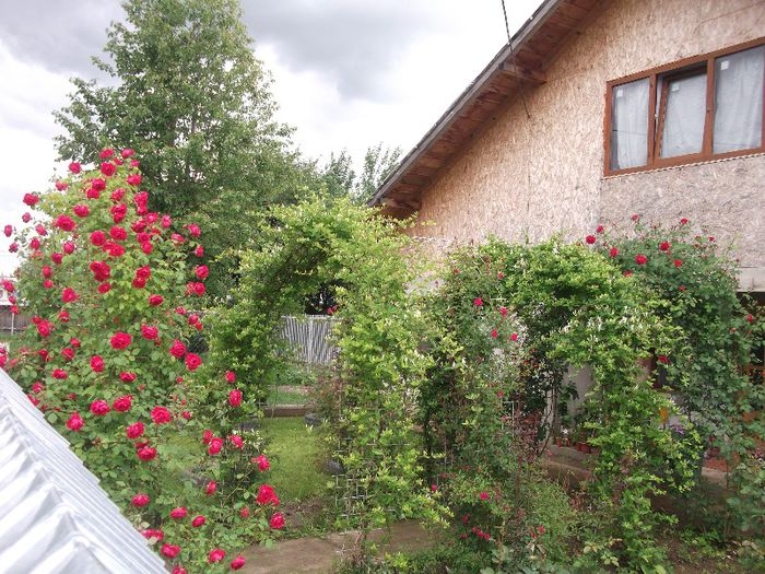 009 - G FLORI DE GRADINA