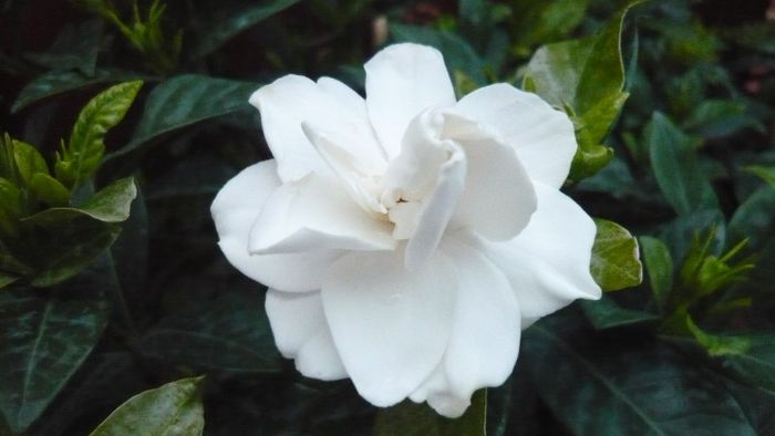 gardenia - Mirajul verii