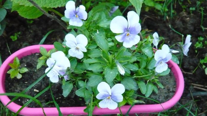 panselute curgatoare? - Mirajul verii