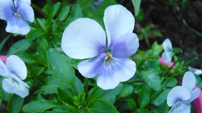 iesite in toata curtea - Mirajul verii