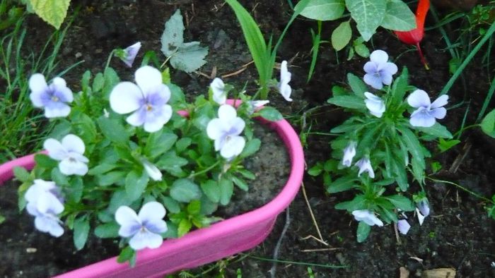 dintr-o singura plantuta... - Mirajul verii