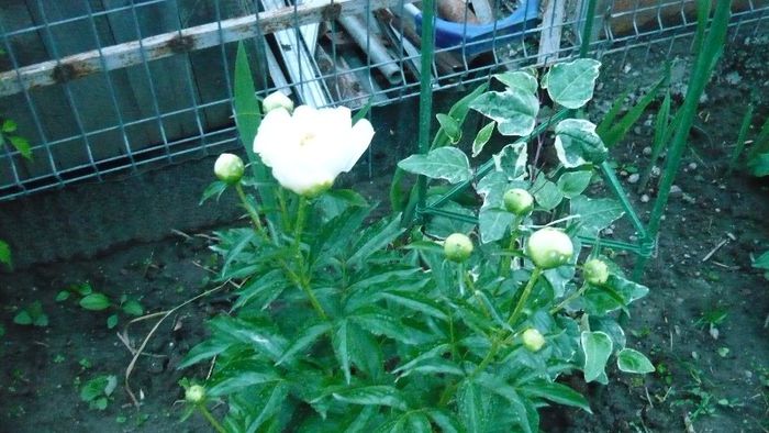 bujor si iedera variegata - Mirajul verii