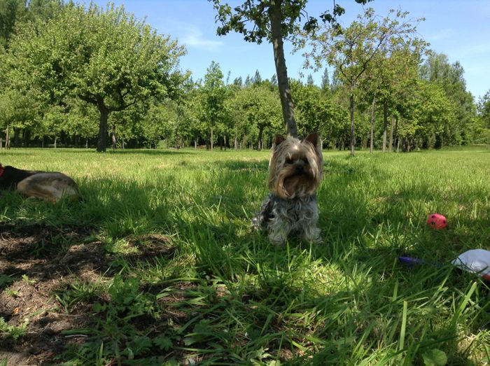 image - In livada cu meri