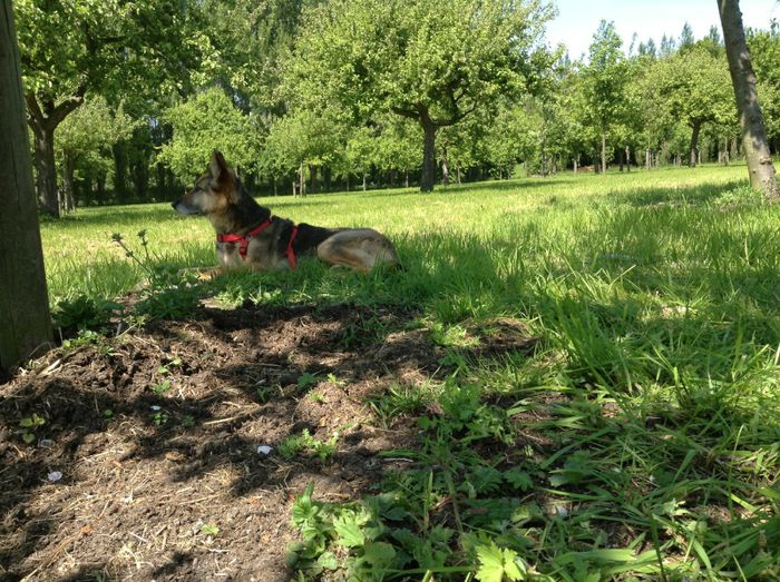 image - In livada cu meri