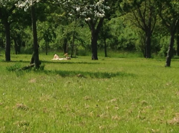 image - In livada cu meri