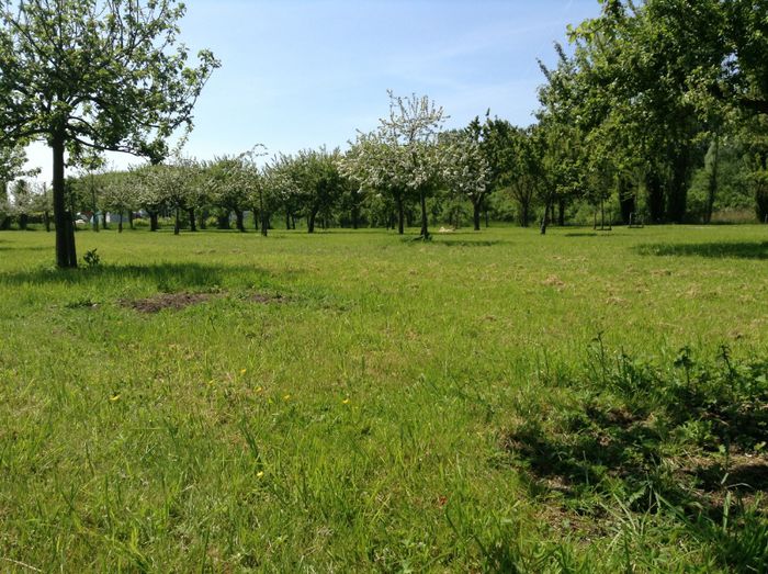 image - In livada cu meri